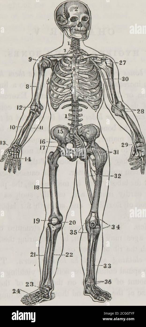 . First book on anatomy, physiology, and hygiene : for grammar schools ...