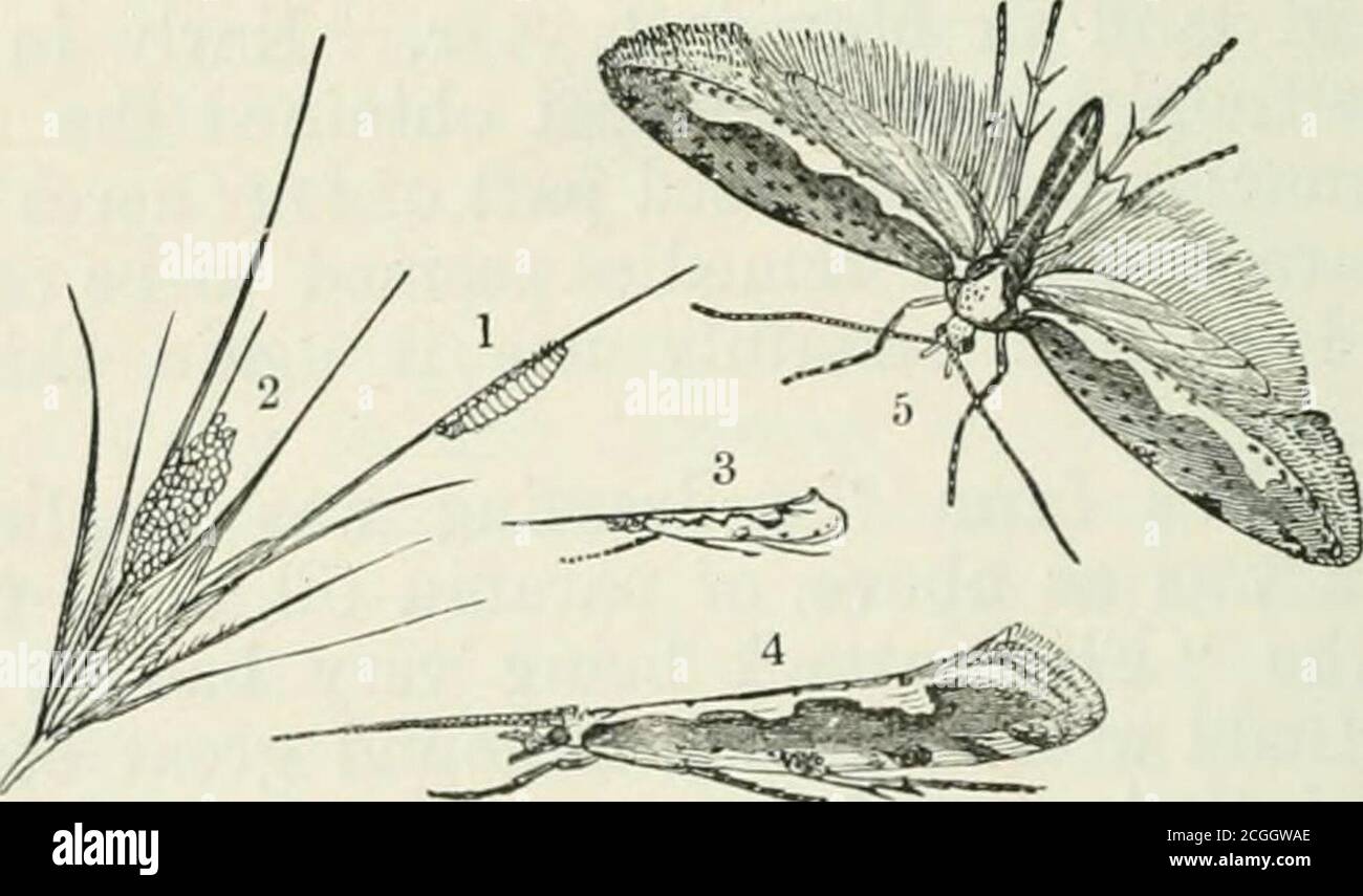 Method Catching Flying Insect My methods hi-res stock photography and images - Alamy