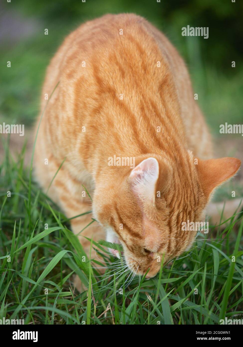 Ginger cat eating green grass, close-up Stock Photo