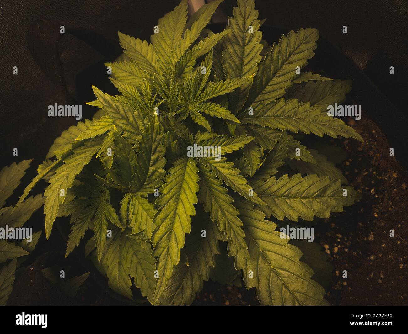vegetation marijuana plants, green background, cannabis, marijuana leaves, herb medicinal Stock Photo