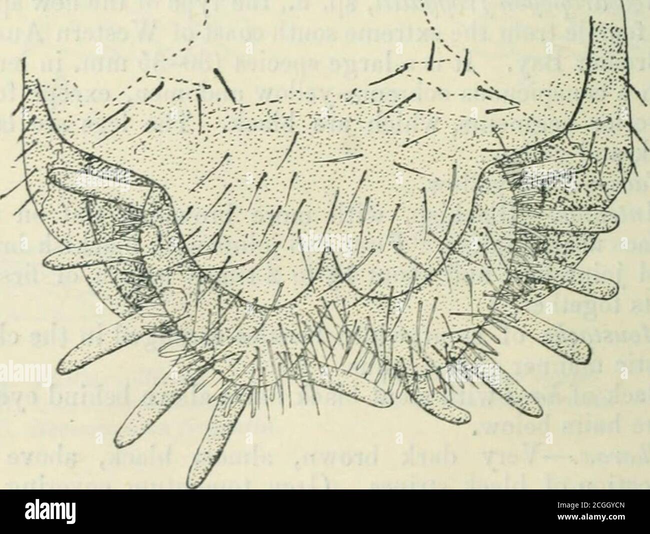 . The annals and magazine of natural history : zoology, botany, and geology . Chrysopogon albopunctatus. Lateral view. Fijr. 4.. Neosaropogon frogyattii. Ventral view. the black lateral areas of tlie more anterior segments and afew small whitish hairs on the same part. Dorsal surfacefree from hairs aud shiny. some new AaWldte from JVestern Australia. 525 Lffjs.—Distinctly bandefl in appeanuice, femur being very(lark brown ur black, first tliinl of all tibiie bein&lt;:j liglit yellowand distal two-tliiitls black. The proximal part of firstsegment of tarsi is liglit yellow and the rest l)lack. F Stock Photo