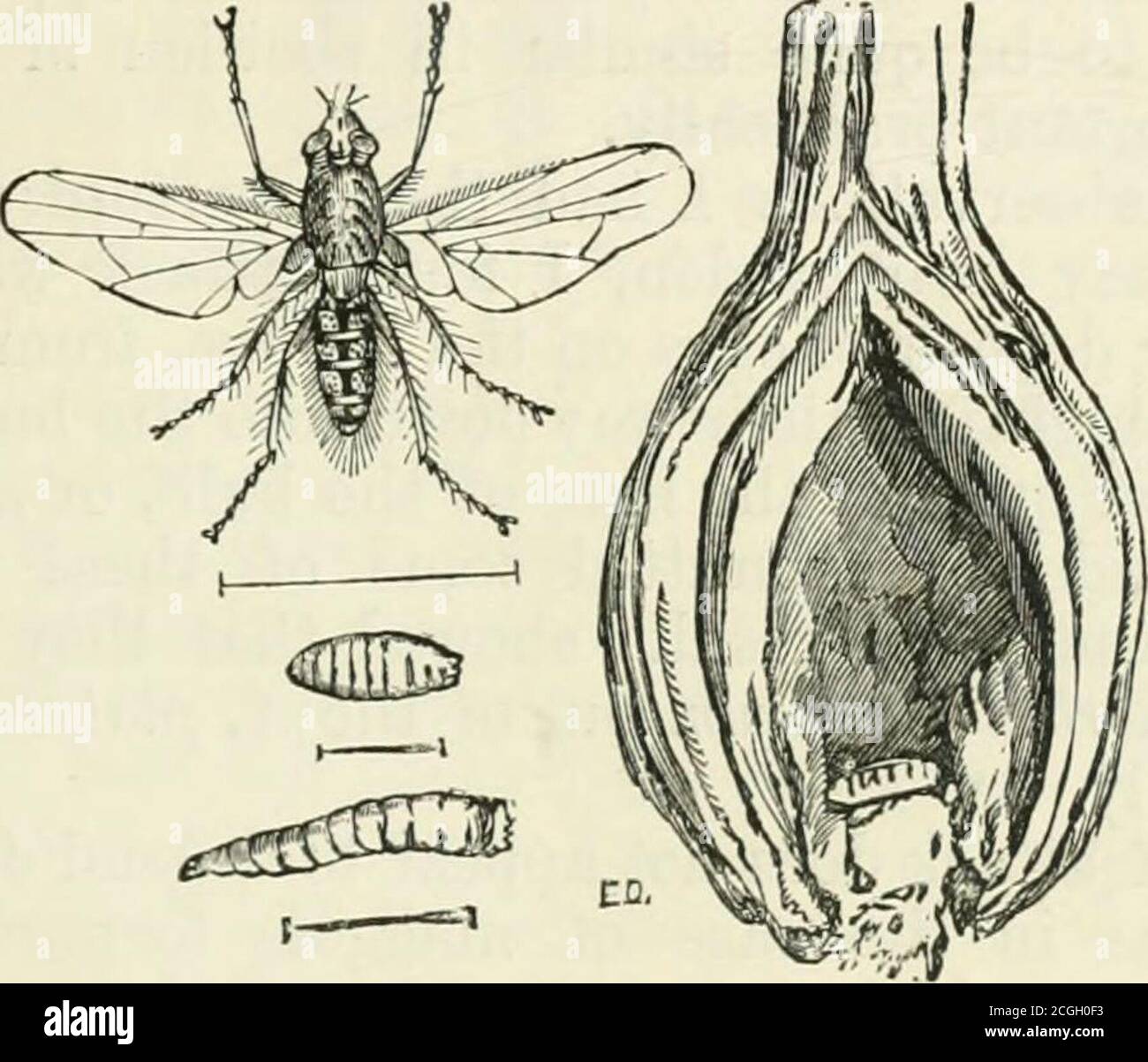 . A manual of injurious insects with methods of prevention and remedy for their attacks to food crops, forest trees, and fruit. To which is appended a short introduction to entomology . ^ Ceiitorhijnchus assimilis, Payk. : Beetle, maggot and chrysalis, nat. size andmagnified. Infested Turnip-pod. ONION. Onion Fly. Anthonn/ui ceparum, Bouche. = Phorbia cepetonim,Meade. Shallot Fly. Anthounjia platura, Meigen. The injury in this case is caused by the maggots of theOnion Fly feeding inside the Onion-bulbs, which partly fromthe quantity gnawed away, and partly from the decay causedby the workings, Stock Photo