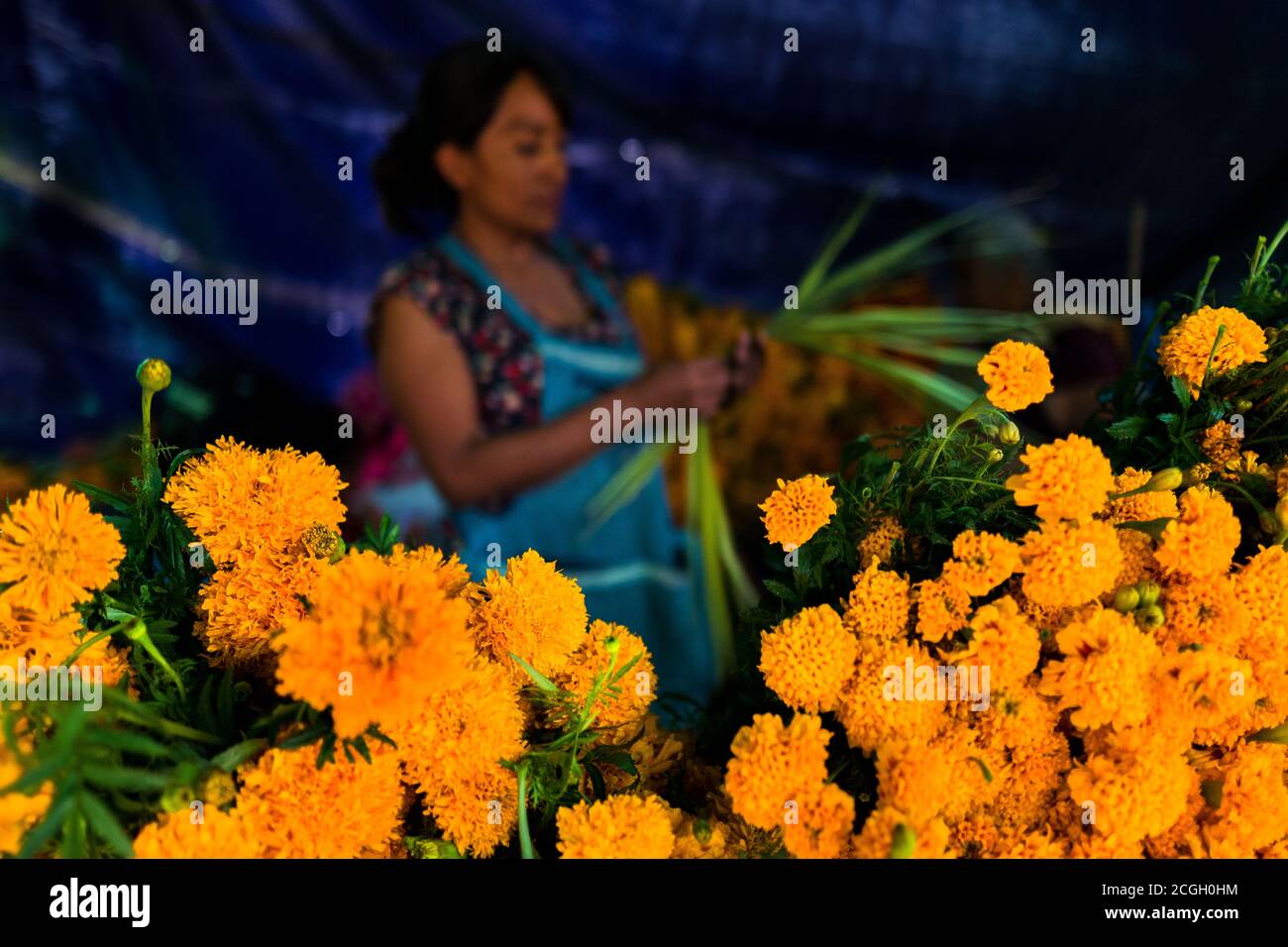 A Mexican flower market vendor sell piles of marigold flowers (Flor de muertos) for Day of the Dead festivities in Oaxaca, Mexico. Stock Photo