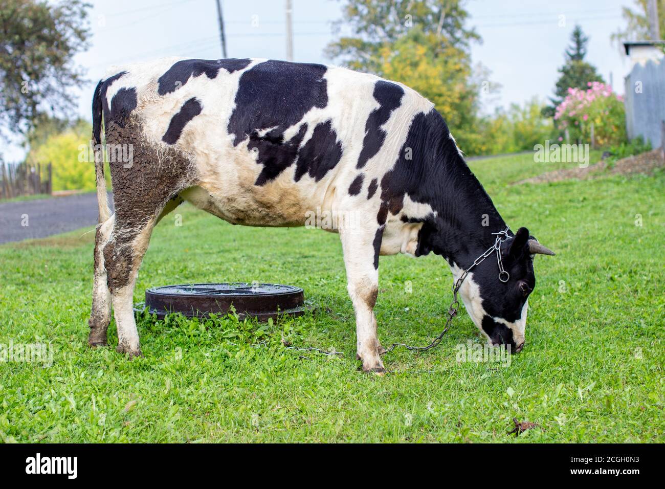 A mottled cow eats grass near the house.  Stock Photo