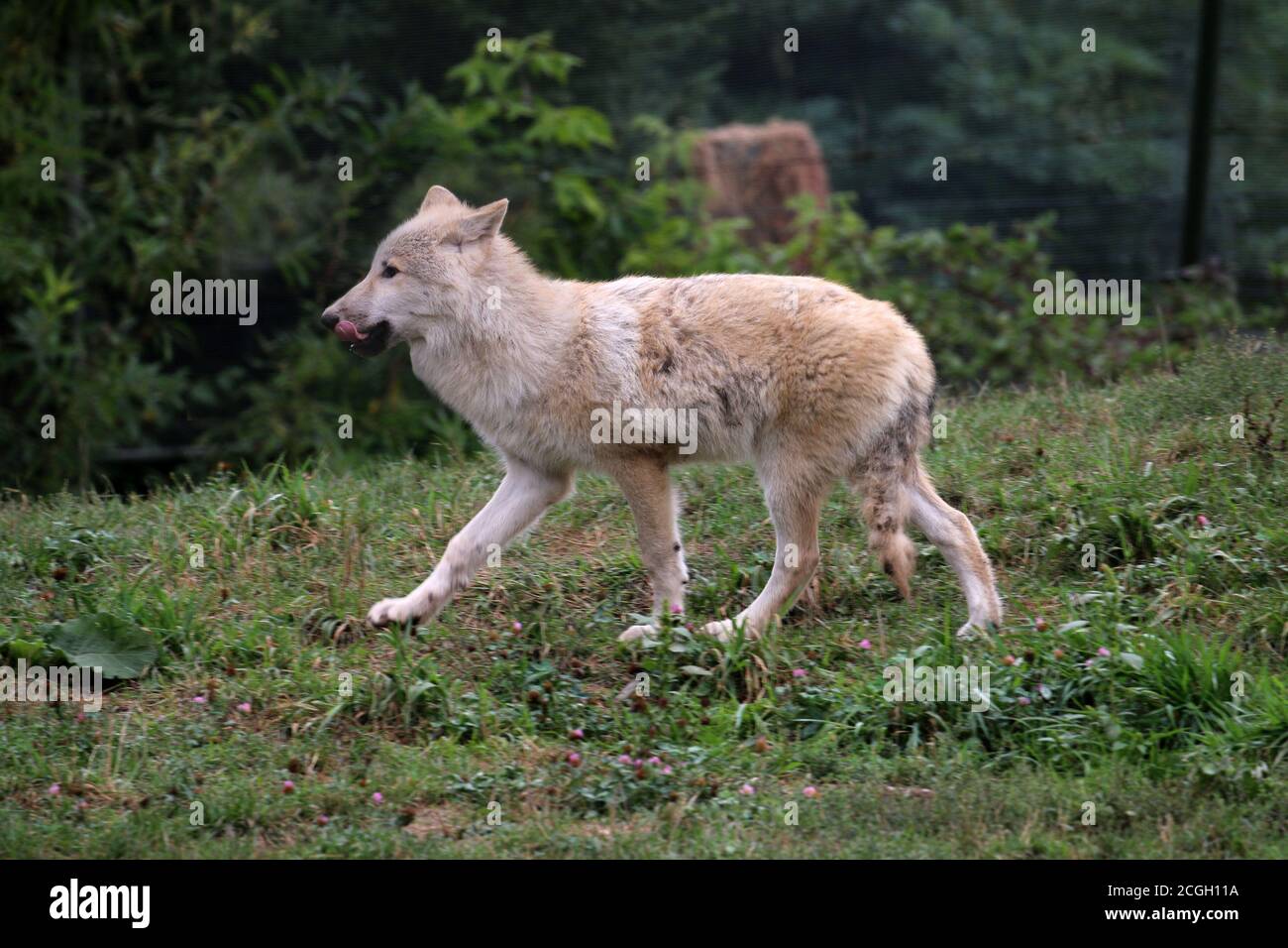Arctic wolf pack in zoo Stock Photo