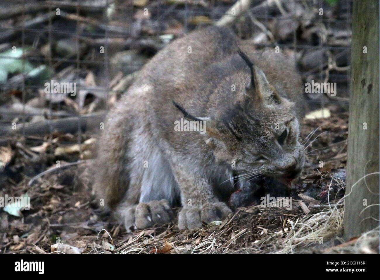 Bobcat feeding on small mammal Stock Photo
