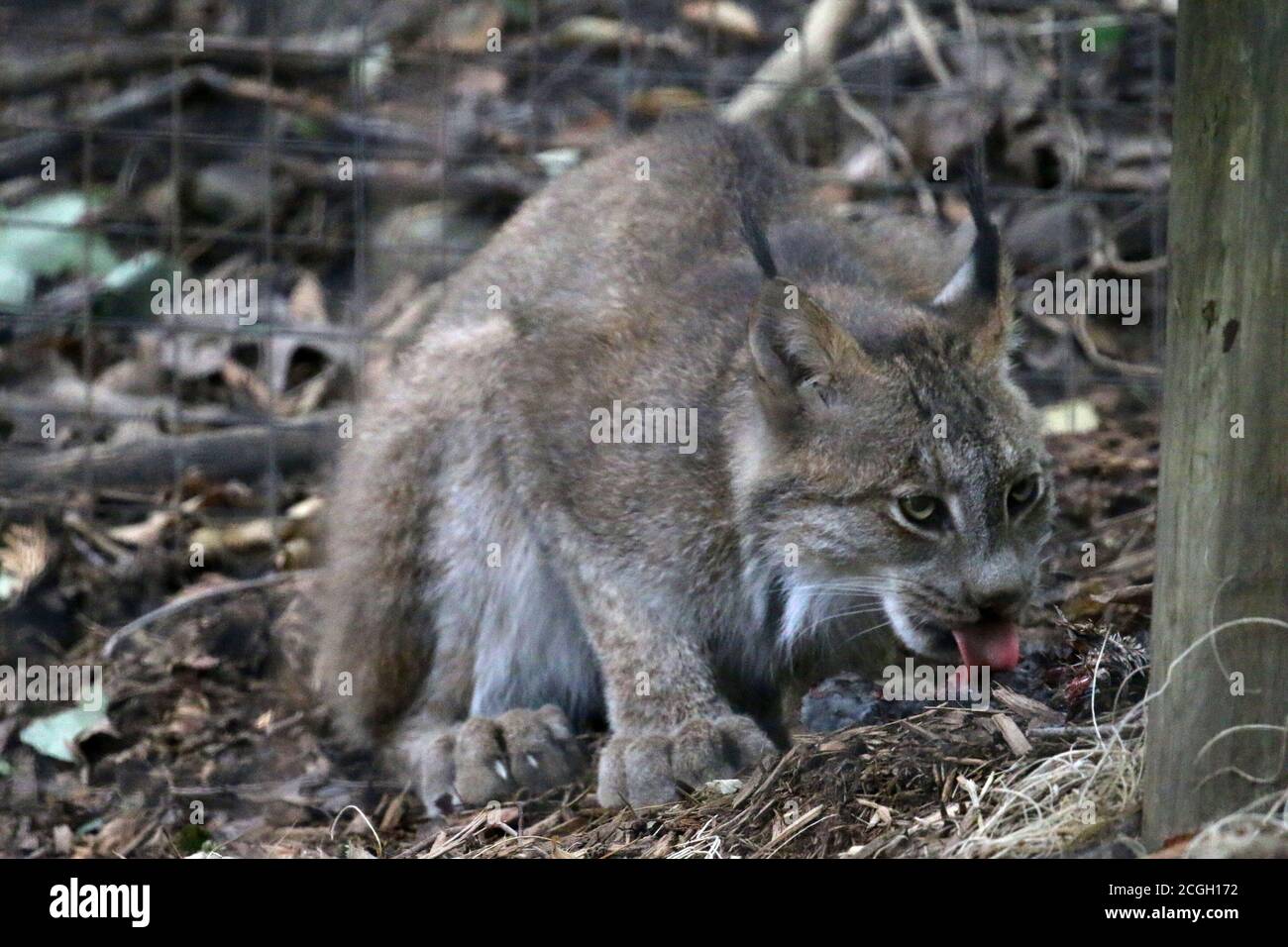 Bobcat feeding on small mammal Stock Photo Alamy