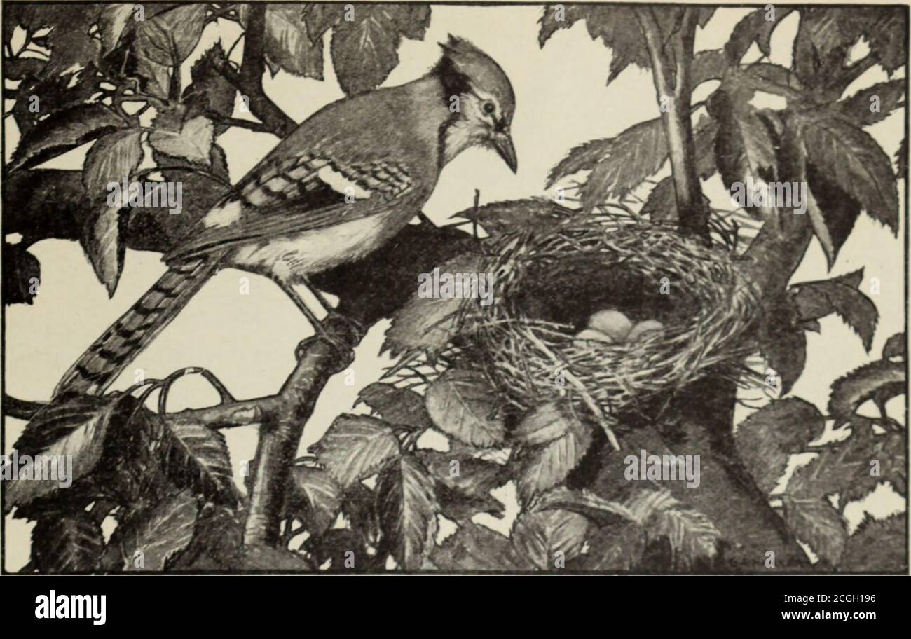 The Brooks Primer V Do You See The Tree 1 Do You See The Nest The Nest Is In The Tree I See Eggs In The Nest Do You See The Eggs Are They