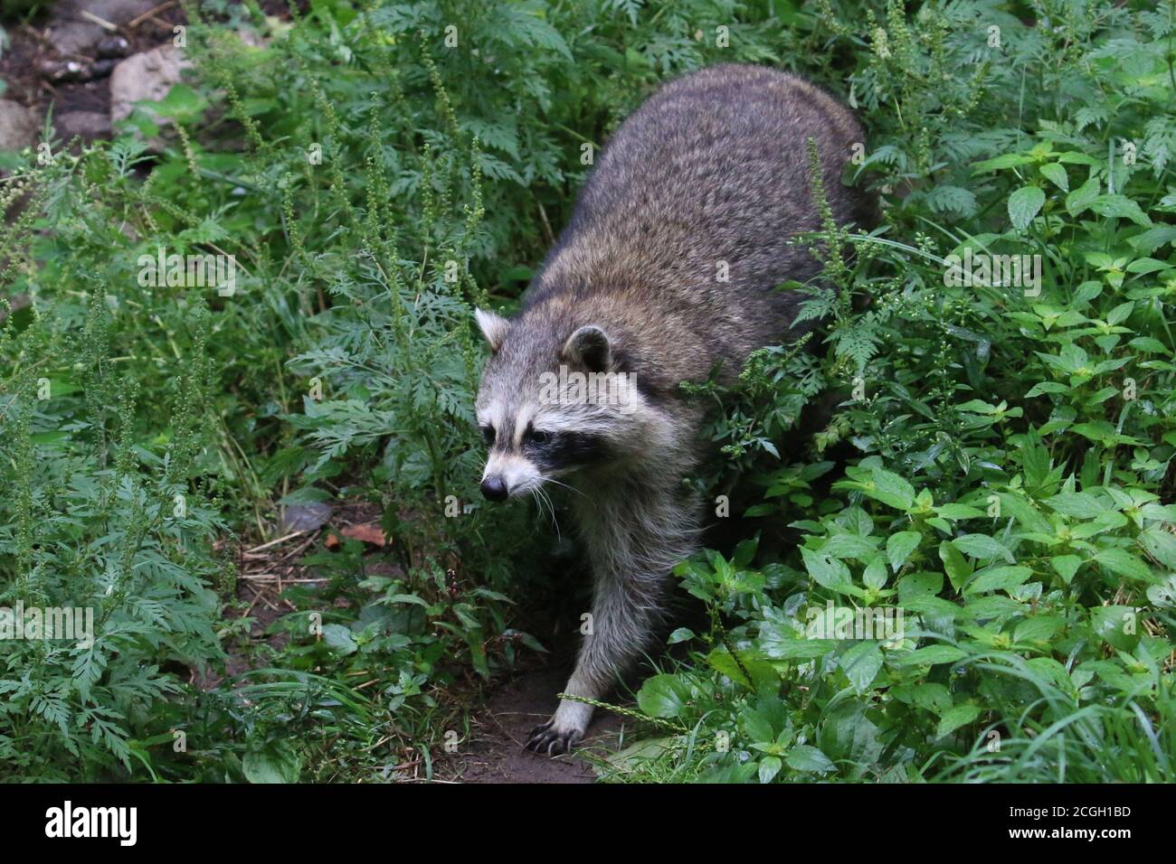 Raccoon in the wild Stock Photo - Alamy