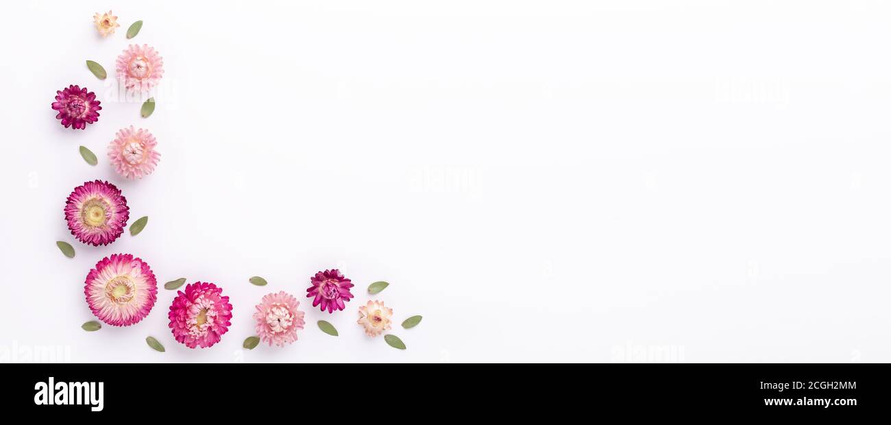 Banner. Flower composition. Eucalyptus branches and dry flowers on white background. Flat lay. Top view. Copy space - Image Stock Photo