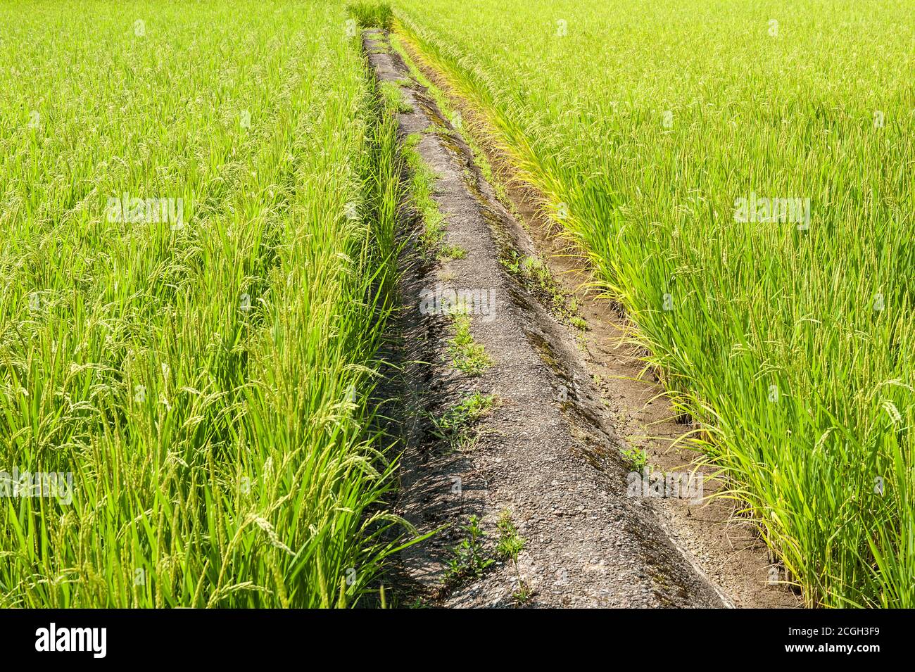 Japanese rice field hi-res stock photography and images - Alamy