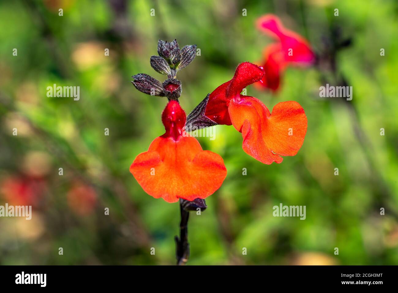 Salvia microphylla 'Royal Bumble' a red spring summer autumn flower plant commonly known as baby sage stock photo image Stock Photo