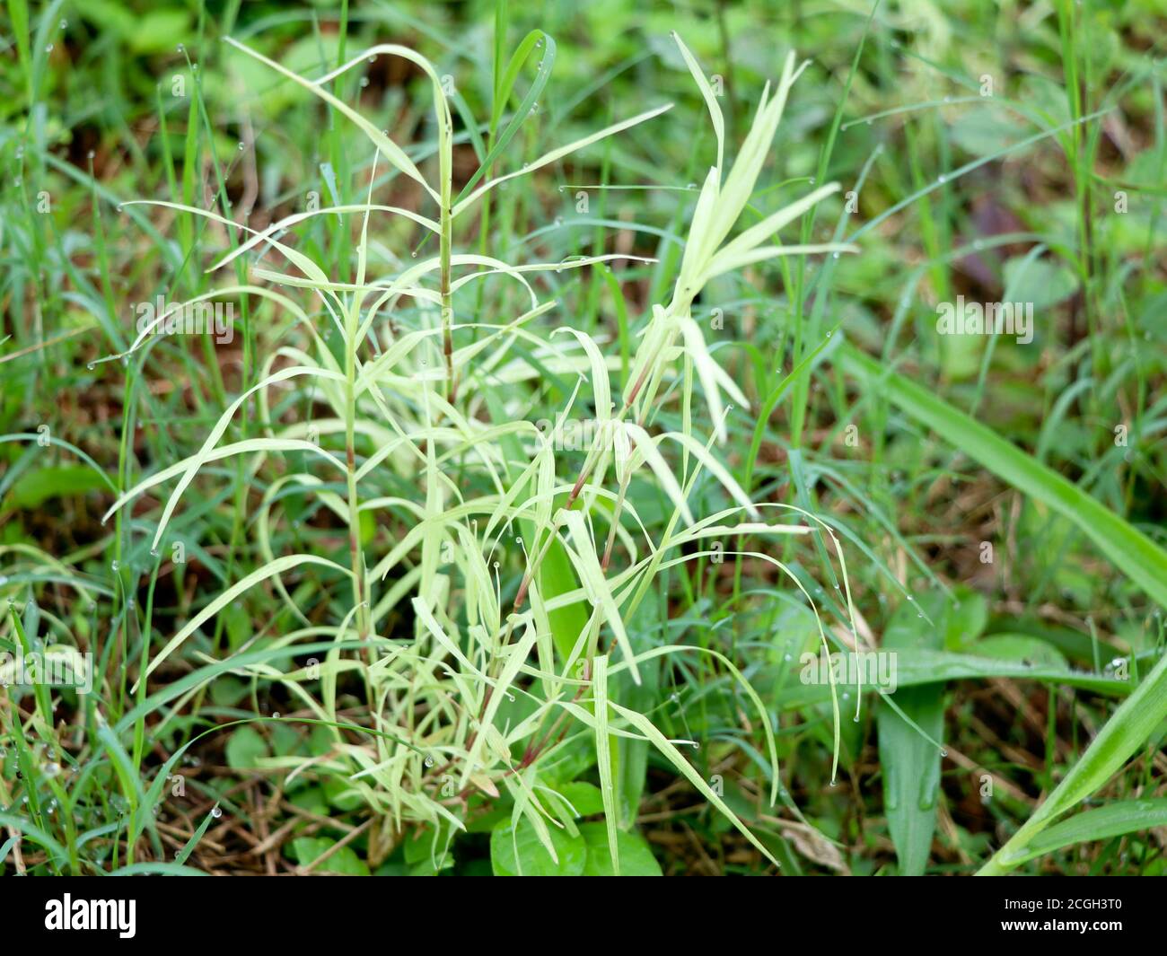 Cynodon dactylon or Bermuda grass in white and green color, Perennial Grass Stock Photo