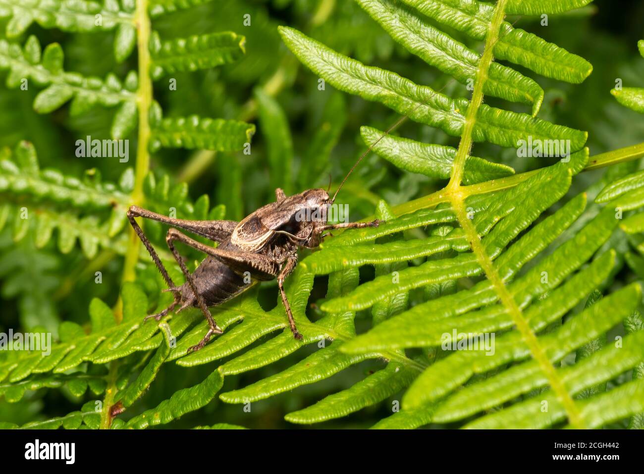 Pholidoptera griseoaptera (Dark Bush Cricket) a common brown insect species found in fields meadows and gardens stock photo Stock Photo