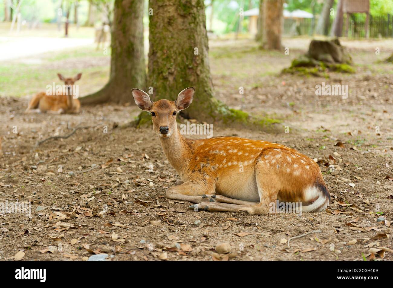 Nara koen park hi-res stock photography and images - Alamy