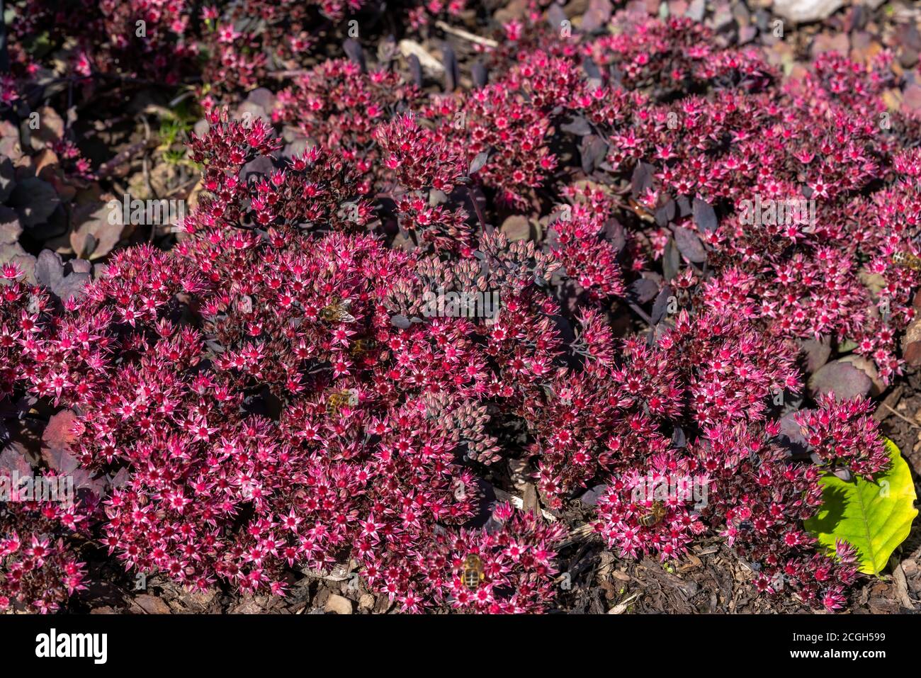 Sedum 'Stewed Rhubarb Mountain' (hylotelephium) a summer autumn purple pink perennial flower plant commonly known as stonecrop Stock Photo