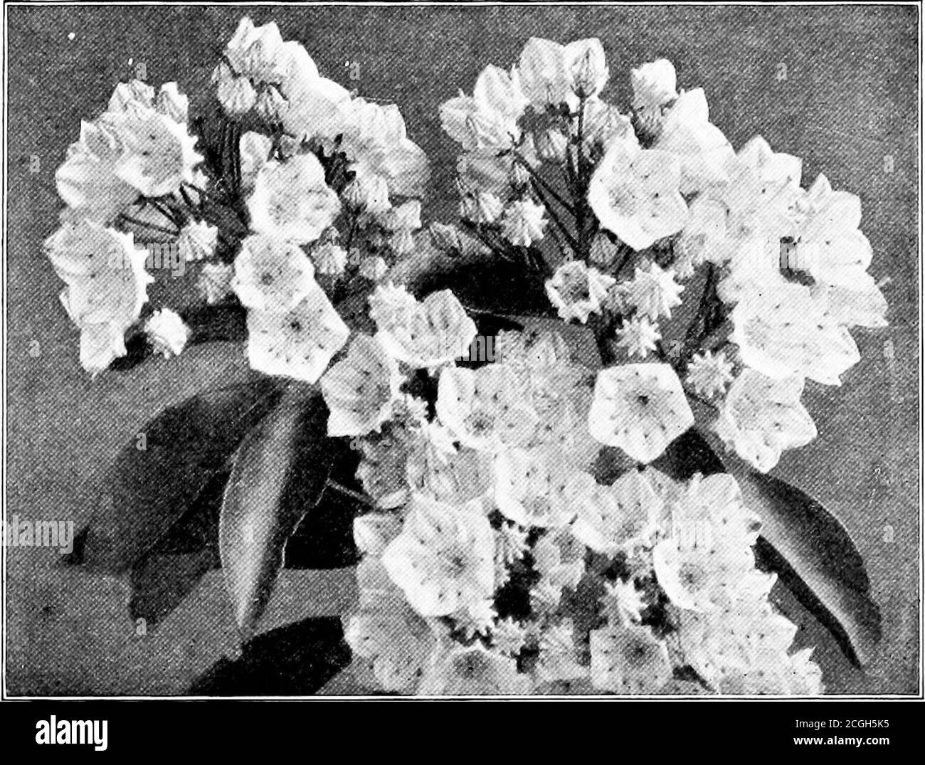 Dead rose bush Black and White Stock Photos & Images - Alamy