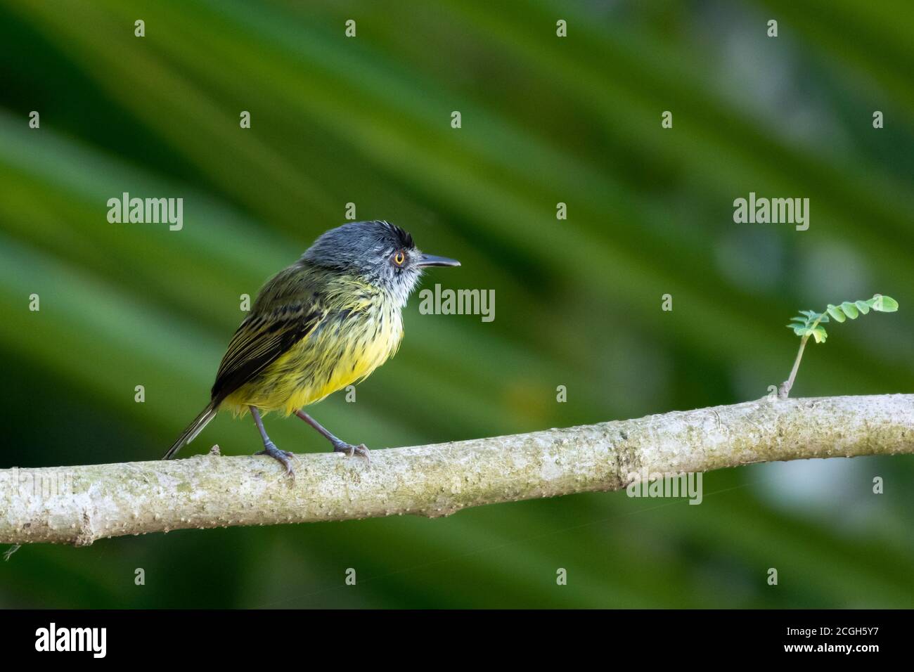 A Spotted Tody perching on a branch in a mangrove. Small yellow bird. Wildlife in the forest. Stock Photo