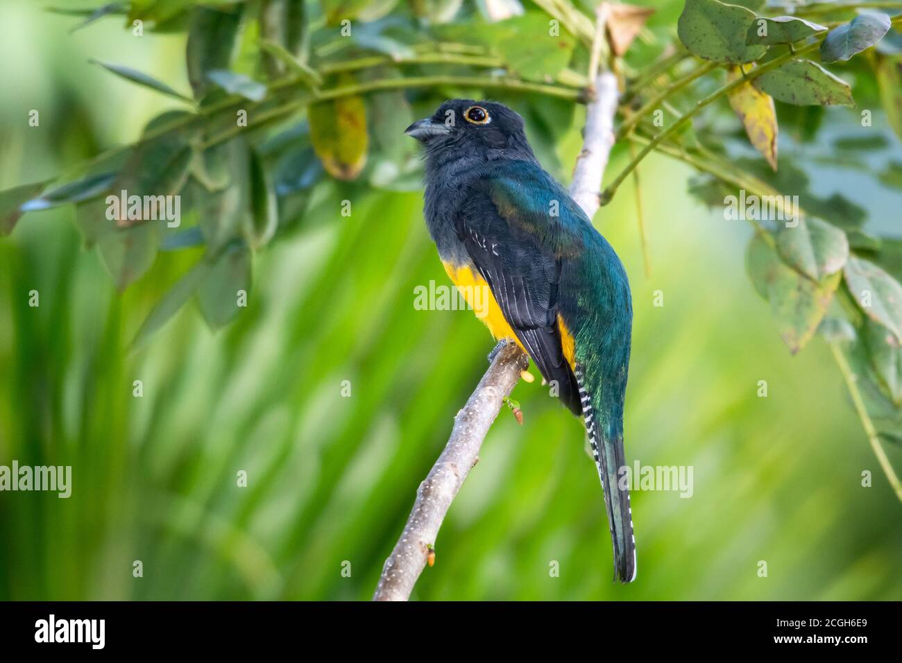 A Guinan Trogon perching in a tree. Brightly lit bird. Bird in a tree. A Guianan Trogon in the rainforest. Beautiful bird. Closeup of bird perching Stock Photo