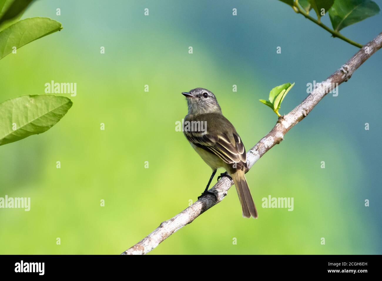 A scenic photo of a Yellow-bellied Elaenia (Myiopagis cotta) perching in a tree with a bright smooth background. Bird in forest. Wildlife in nature. Stock Photo