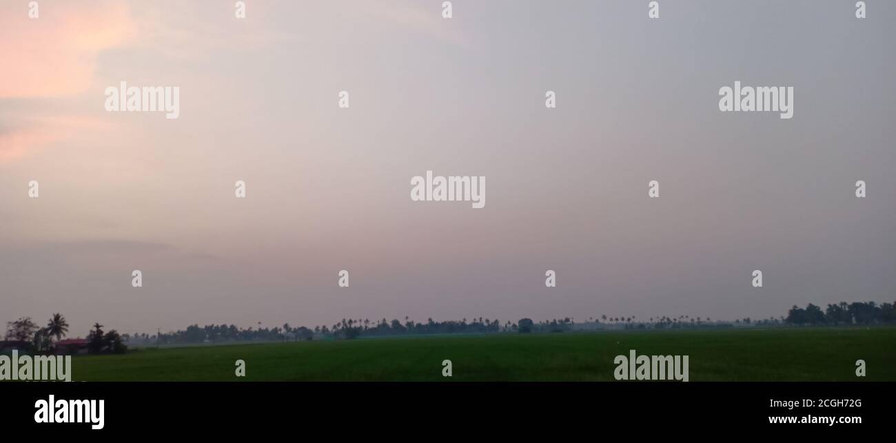 a rice farm in a kerala and coconut trees Stock Photo