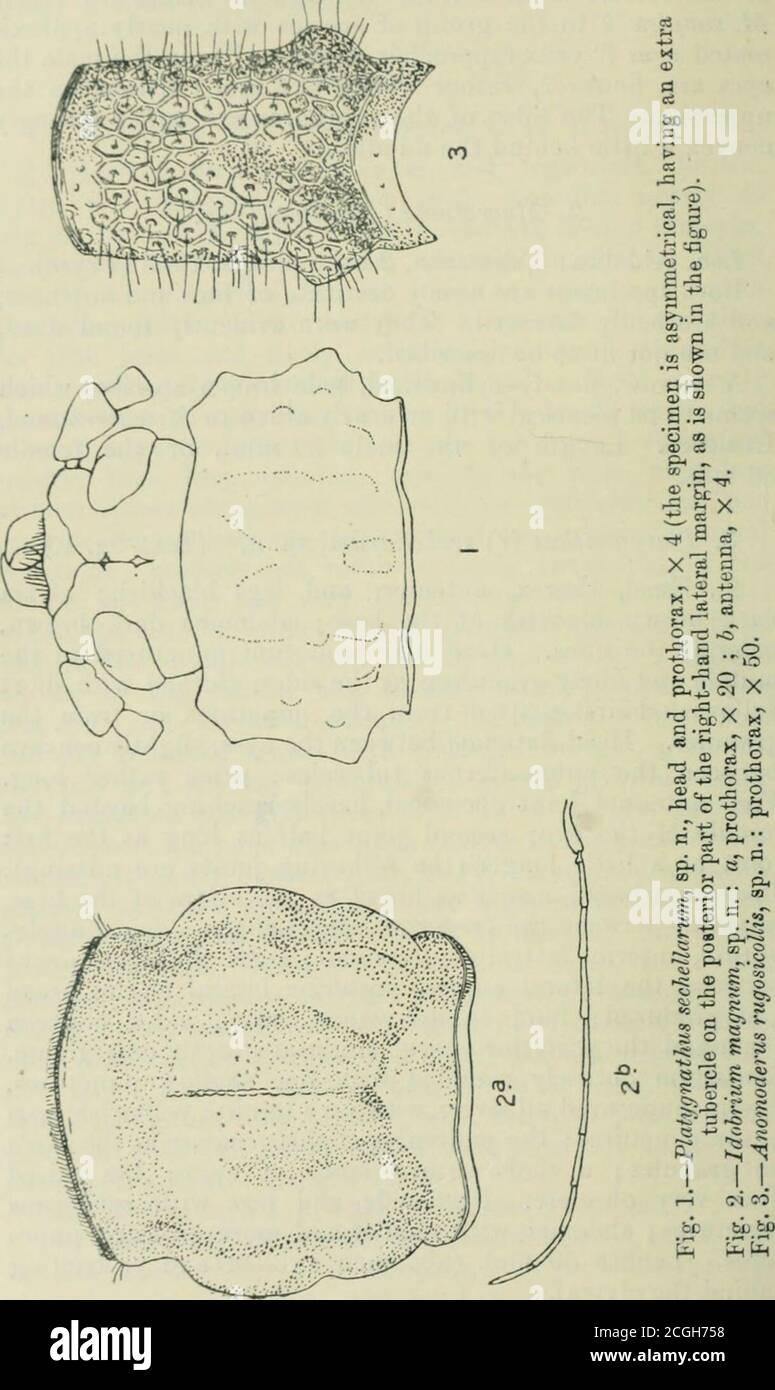 Obtusely Rounded . The annals and magazine of natural history : zoology, botany, and ...