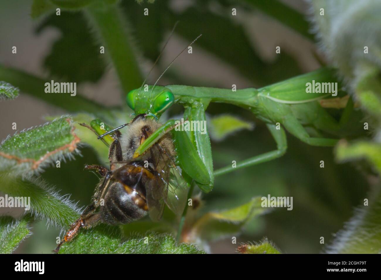 Green female African Praying Mantis eating a honey bee she caught, South Africa Stock Photo