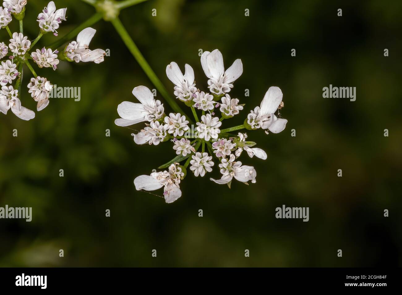 Coriander flower of the species Coriandrum sativum Stock Photo Alamy