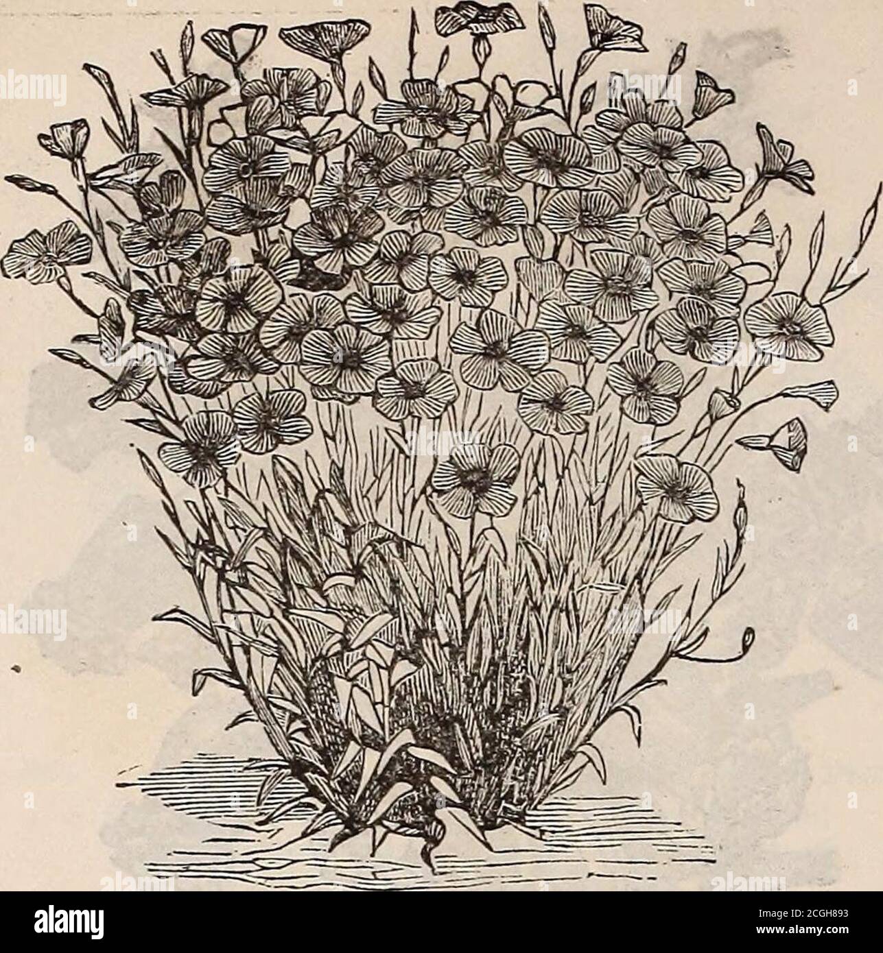 . Hovey & Co's illustrated seed catalogue for 1882 . Agrostemma Cceli Rosa. Page 9. NO. PEB PKT. 234 COB2EA scan dens. A fine climbing plant,valuable for its rapid growth, and largepurple bell-shaped flowers; adaptedfor planting out in summer, also for thehouse and greenhouse. The seed should be planted edgewise 10 235 COCCINEA Indica, a beautiful climber,with smooth, glossy leaves and largesnow-white flowers, succeeded by deepscarlet fruit .10 COCKSCOMB (Celosia cristata). Very attractive and showy annuals,producing massive heads of rich shadesof crimson and yellow flowers, of greateffect in Stock Photo