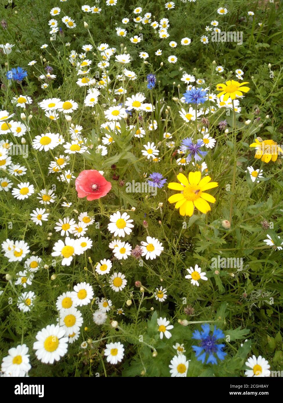Colourful wildflowers hi-res stock photography and images - Alamy