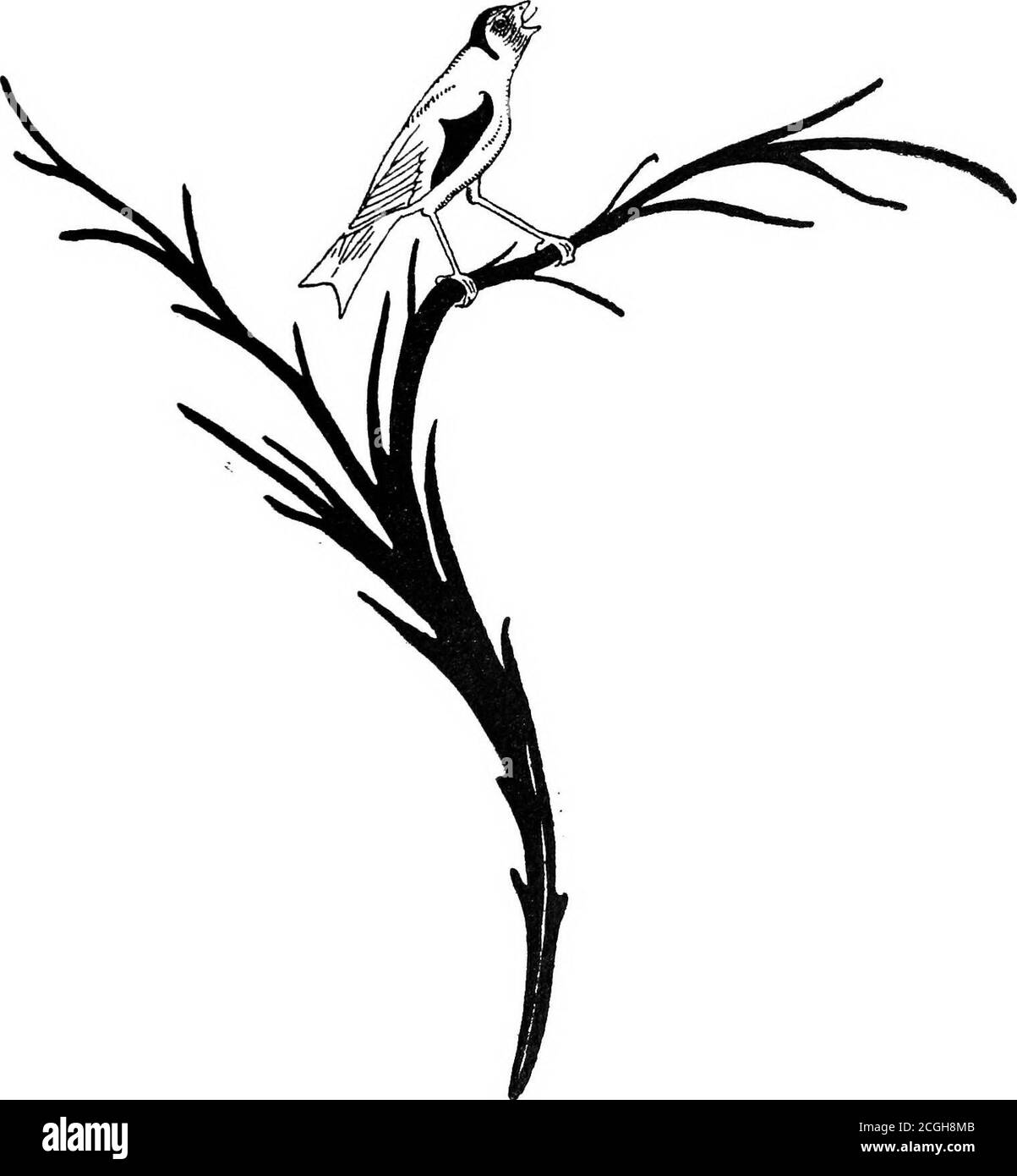 Goldfinch on thistle Black and White Stock Photos & Images - Alamy