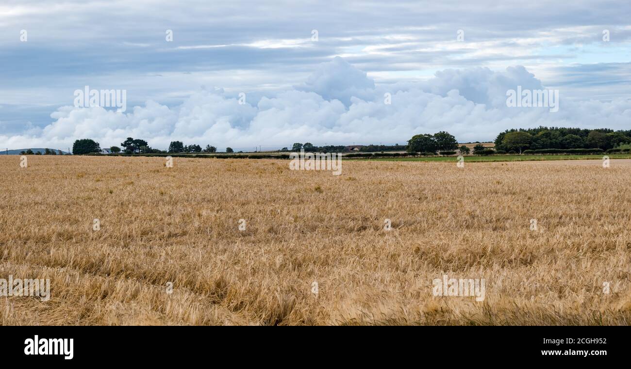 Stormy cloud formation over a barley grain crop field, East Lothian, Scotland, UK Stock Photo