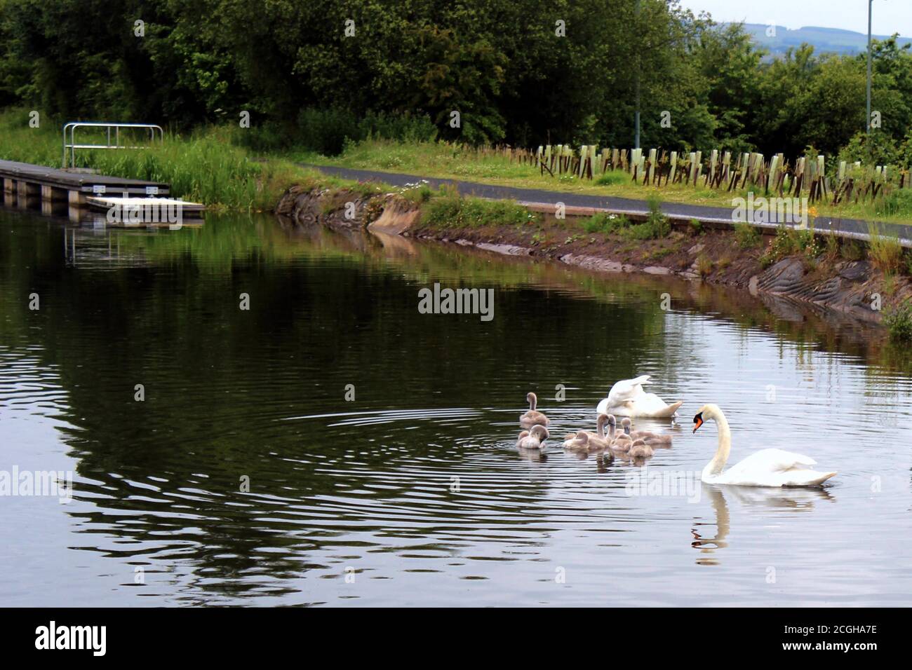 Bevy of swans in Scottish pond Stock Photo
