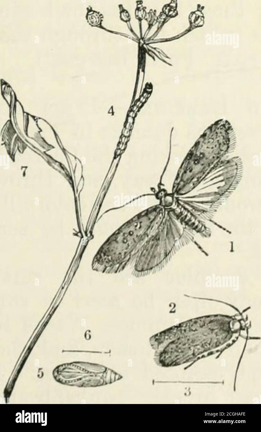 . A manual of injurious insects with methods of prevention and remedy for their attacks to food crops, forest trees, and fruit. To which is appended a short introduction to entomology . endingto the same results of pushing on healthy uninterruptedgrowth, with such subsequent treatment as will either notinduce attack of the fly, or is likely to counteract attack, if itoccurs. To these methods of cultivation a note may be addedregarding treatment of ground on which there has been abadly-infested crop of Carrots :— Although the summer broods hatch in three or four weeks,the maggots may be found i Stock Photo