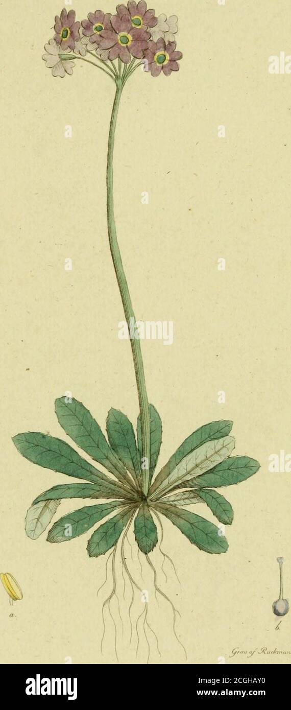 . Svensk botanik . h i blad-vecken, sammansatta af många greniga blomstjelksr, hvilandepå svepen af tagelsmala håriga delar. Blomfodrct är äfvenhårigt, försedt med många nerver, och de 2 understa tänder-né längre utstående. Blomkronan är purpurröd och luden isvalget. Vexten äger, liksom slägtingarne, Distan, Myn tör-ne etc. något aromatiskt, och ätes af Boskapen. Den varfordom införd på Apoteken, under namn af Calamintka Motftanajmen origtigt substitut för Melissa Calair.intha. Man harockså fördt Bergmyntan bland garfämnen för Läder, men sy-nes ej Förfjena någon uppmärksamhet för sådant ändamå Stock Photo