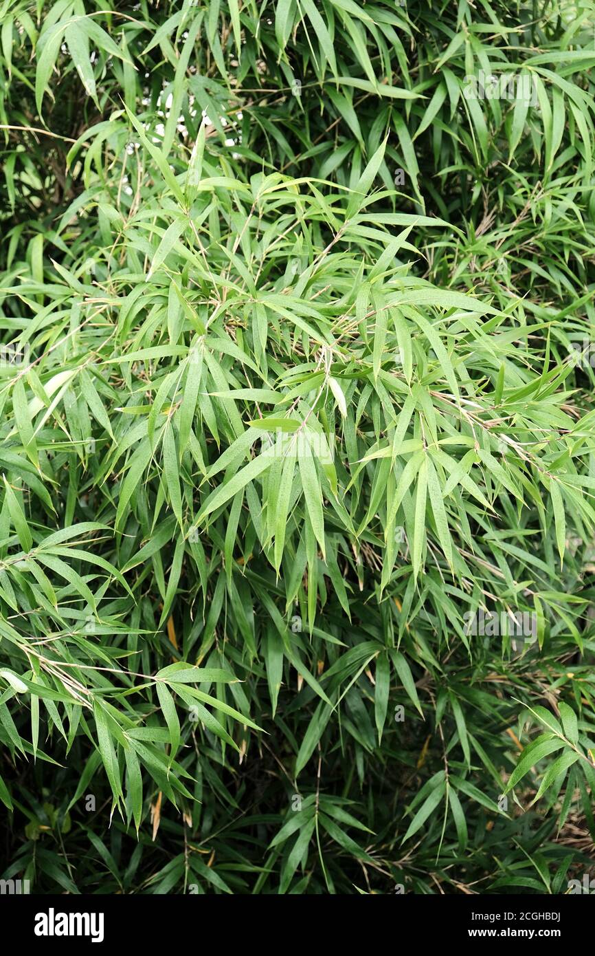 Bamboo leaves closeup hires stock photography and images Alamy