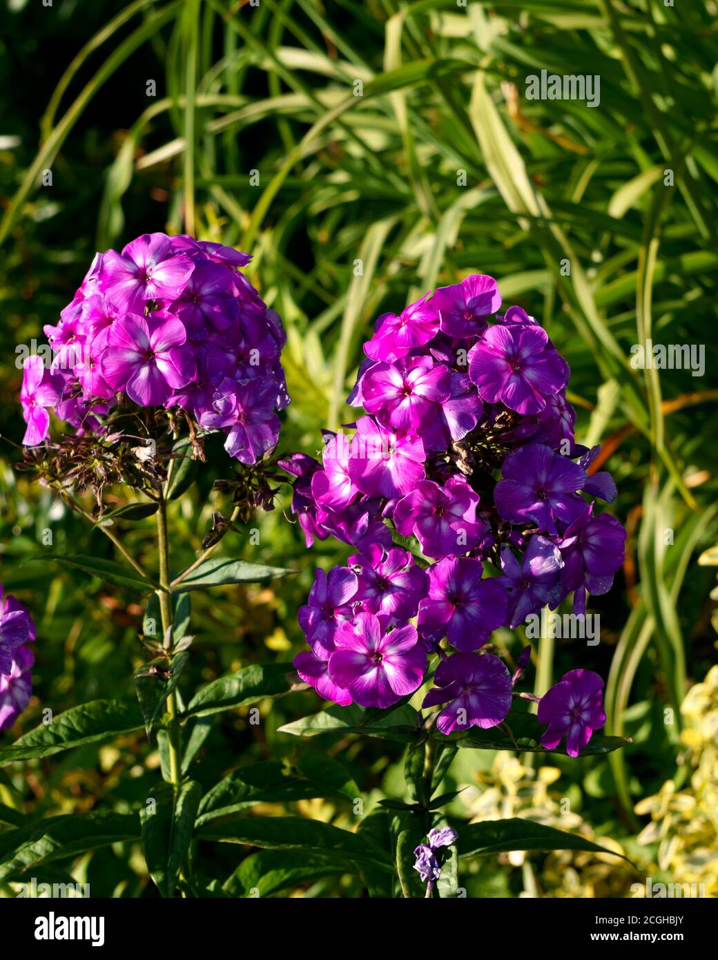 Beautiful purple phlox varieties in the city garden. Stock Photo