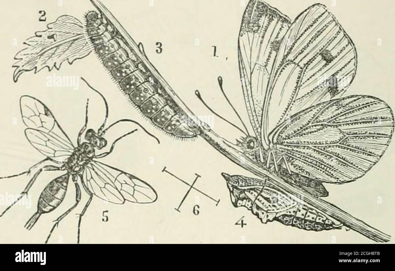 . A manual of injurious insects with methods of prevention and remedy for their attacks to food crops, forest trees, and fruit. To which is appended a short introduction to entomology . iswhite, yellow at the tip, and has two black spots both inmale and female. The hind wings are creamy white above, with a black spoton the front edge; the under side yellow, thickly speckledwith black towards the base. Prevention and Ee:[kdies.—For these, see the foregoingrecommended for the White Cabbage Butterfly. Green-veined White Butterfly. Iicris mi pi, Linu. The eggs of the Grecn-vcined White, which is Stock Photo