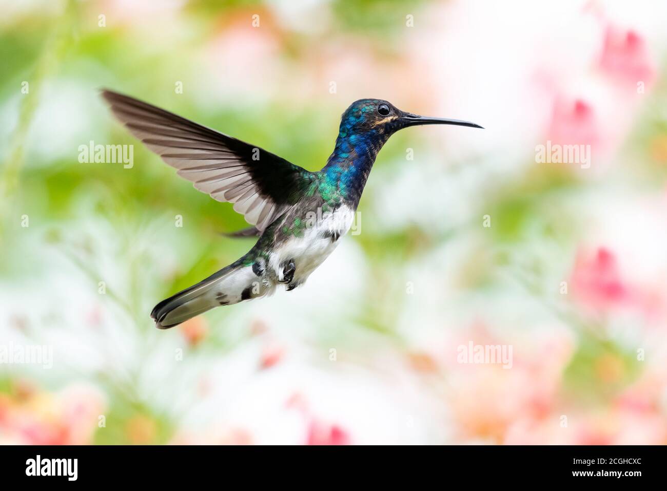 A juvenile White-necked Jacobin hovering with a pastel blurred background.  Bird in a garden. Hummingbird in natural surrounding Stock Photo - Alamy