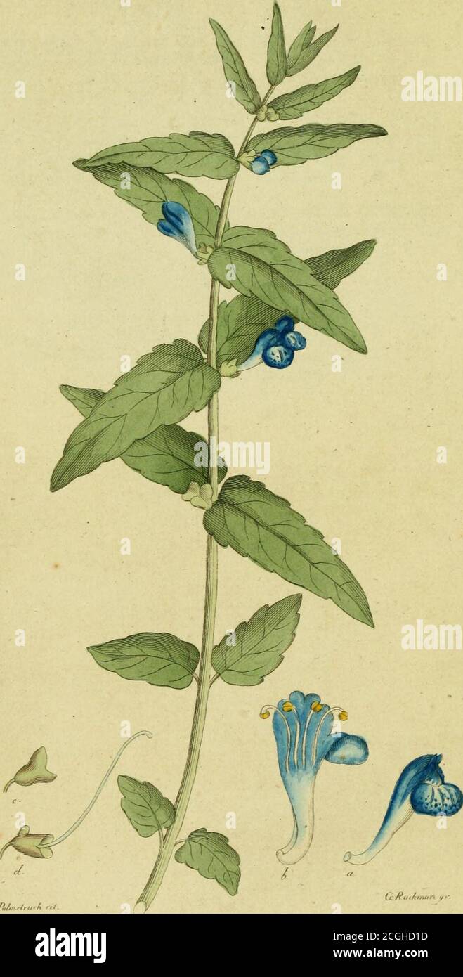 rose nacrée du désert