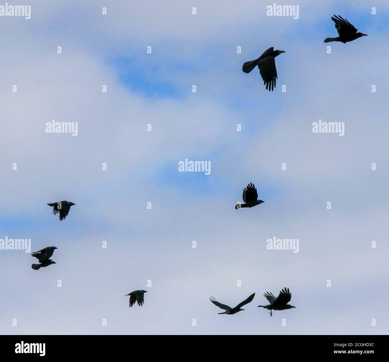 Magheralin, County Armagh, Northern Ireland. 11 Sep 2020. UK weather - after a wet morning with rain and heavy showers, clearer brighter weather is now beginning to sweep across Northern Ireland. Rooks crows and jackdaws rising from a barley field against blue sky. Credit: CAZIMB/Alamy Live News. Stock Photo
