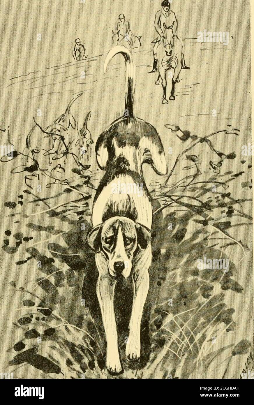 The foxhound of the twentieth century : the breeding and work of the kennels  of England . Belvoir in type and colouring. Anotherlengthy lady with good  ribs and the right qualitywas