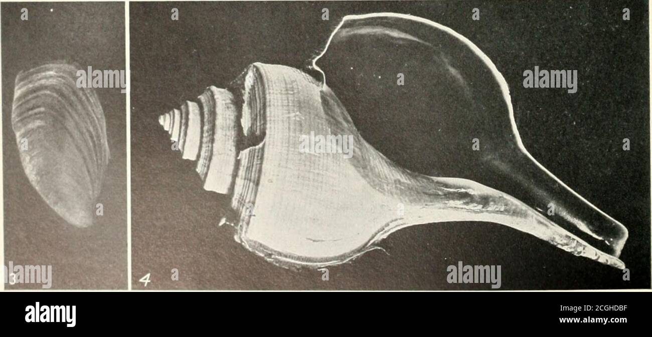 . The shell book . 11 f1ff£M*. I.IAXT WHELKS, OR PEAK CONCHS, AND EGG RIBBONTiclk. Fulgur ptntrsa. 3 Operculum of Fulgur perversa. itlalus. Several embryos develop in each capsule. 4 Channeled Whelk, Fulgur canaliculalus. CHAPTER VIII: THE BASKET SHELLS.DOG WHELKS FAMILY NASSID/E SHELL small, ovate; spire elongated; base of aperture anotch or short recurved canal; columella callous; operculumhorny; nucleus apical. Body with forked tail; foot long andbroad; siphon long; tentacles slender, bearing eyes; radula welldeveloped; teeth arched, serrate. A world-wide marine family,near shores of tempe Stock Photo