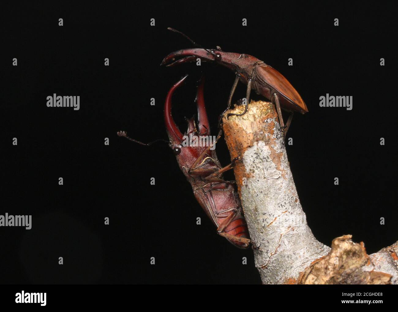 Stag Beetle (Cyclommatus lunifer) Stock Photo
