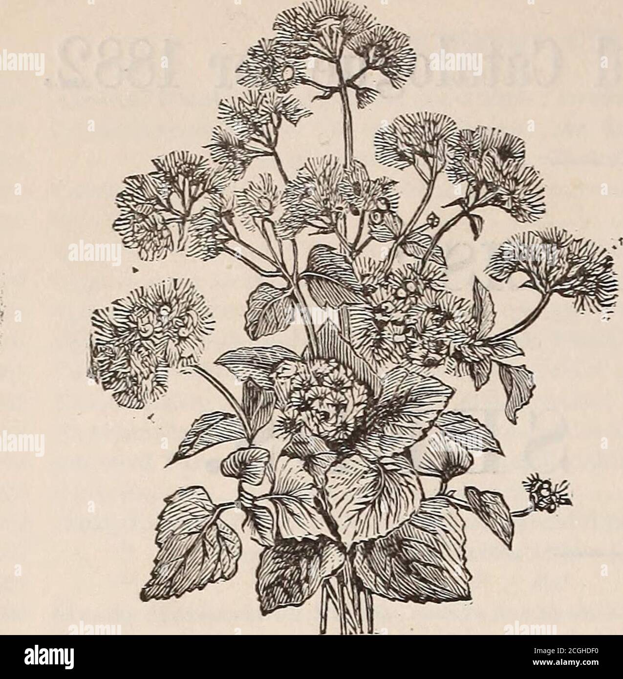 . Hovey & Co's illustrated seed catalogue for 1882 . 5 21 — dwarf fringed, flowers rose, with white centre 10 ALONSOA. These plants are very orna-mental, either in the greenhouse orgrown as annuals in the open borderduring the summer, flowering freelyfrom June until frost. Tender peren-nials. 22 grandiflora (large-flowered), deep scar- let. 2 ft 5 23 linifolia. This new and handsome spe- cies grows a foot in height, with dark-green foliage, and light-scarlet blossoms, .10 24 myrtifolia, another new and elegant species, with very large bright-scarletflowers ,10 25 AfLIUM cemua. A hardy, bulbous Stock Photo