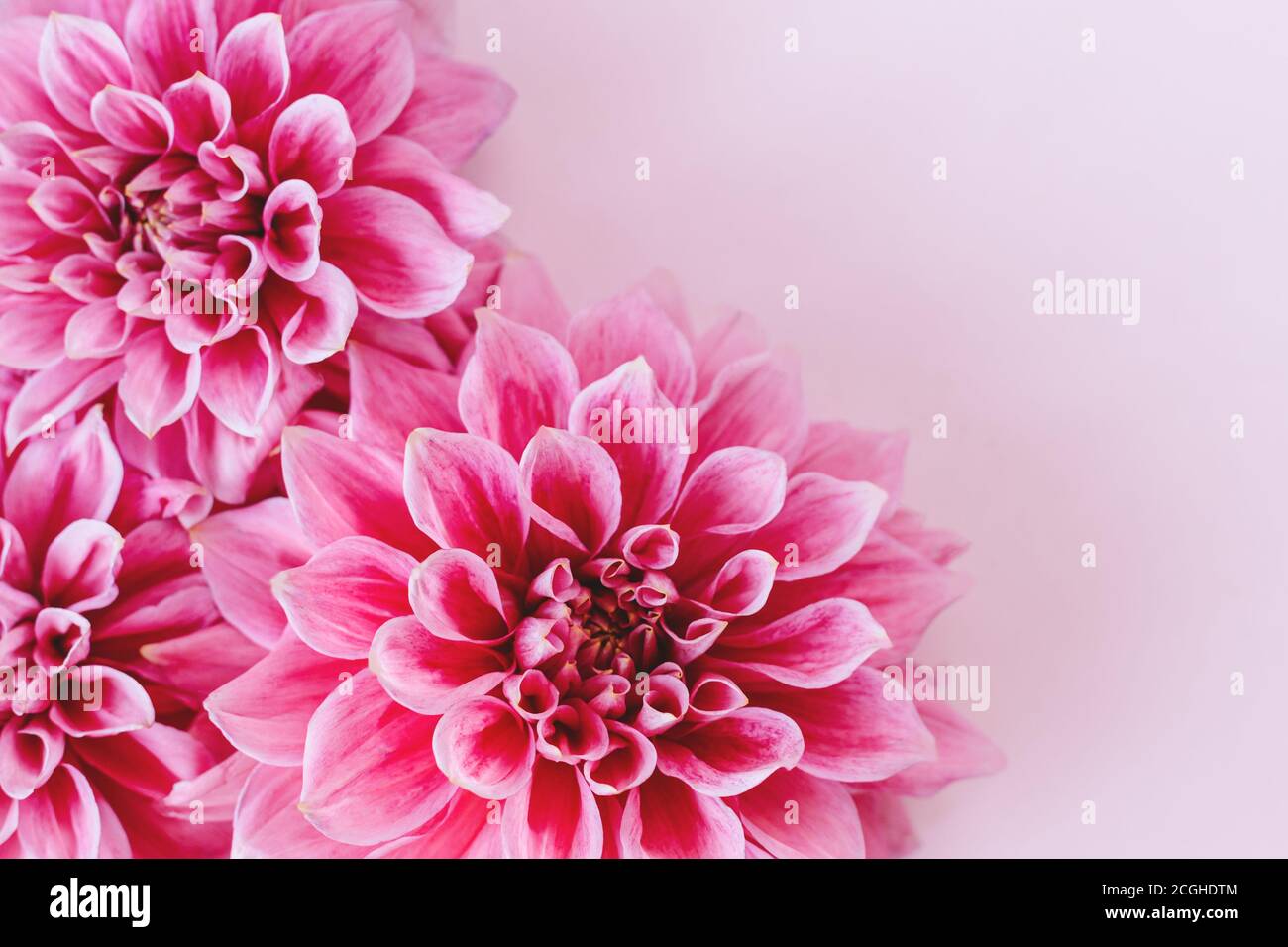 Amazing Dahlia Flowers On A Pink Pastel Background Floral Background Or Wallpaper Flat Lay Close Up Stock Photo Alamy