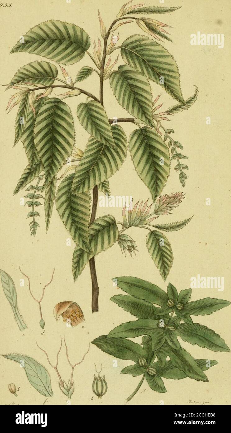 . Svensk botanik . 433- CARPINUS BETULUS. ArvENBOK. Hvitboh. Pa Franska: Charm», Kottames fjäll äro jemnplatta. t- - VI Su o S4I. Cl. XXI. Monoecia Polyandria. LIUUll s Fl s. 294 - Cl. 13, Samkvlle. R^ Fl. 0«c. s. 15*Tett, ÅUd. H*ndl. 1742 s- 26 Om detta trädslag som är inhemskt i det Södra Sverige,men icke dess mindre kan vana sig vid det nordligare klima-tet ej upphinner Ek och Bok i reslig växt och anseende, saär det nästan icke mindre märkvärdigt för dess egenskaper.Afvenbokens slägte hör till de så kallade hängbärande växtesCAmentaccae) och ibland Sambyggrarne. På fjälliga hängen,aärskilt Stock Photo