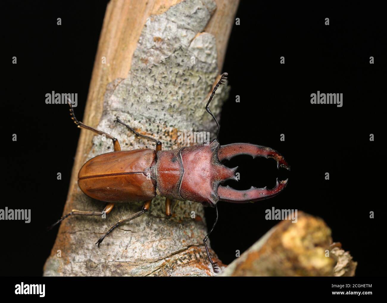 Stag Beetle (Cyclommatus lunifer) Stock Photo
