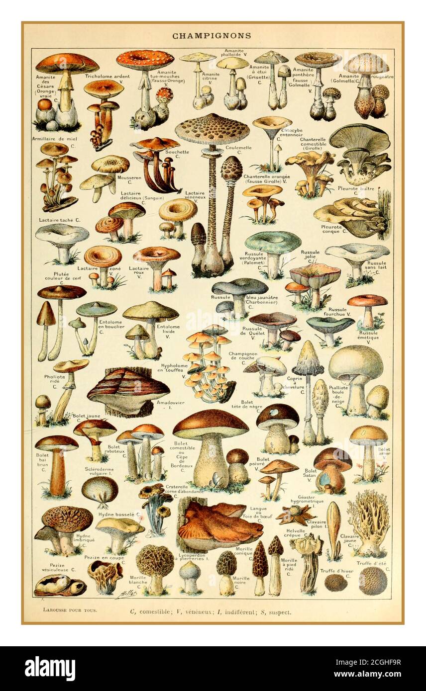 CHAMPIGNONS 1900’s Vintage Lithograph Food Botany Poster Page Adolphe Millot champignons pour tous Champignons 1907 | Adolphe Millot | Mushrooms Variety Wall Art Poster, Botanical Illustration, Encyclopedia Art, Vintage Kitchen Lithograph mushrooms variety fungi. Stock Photo