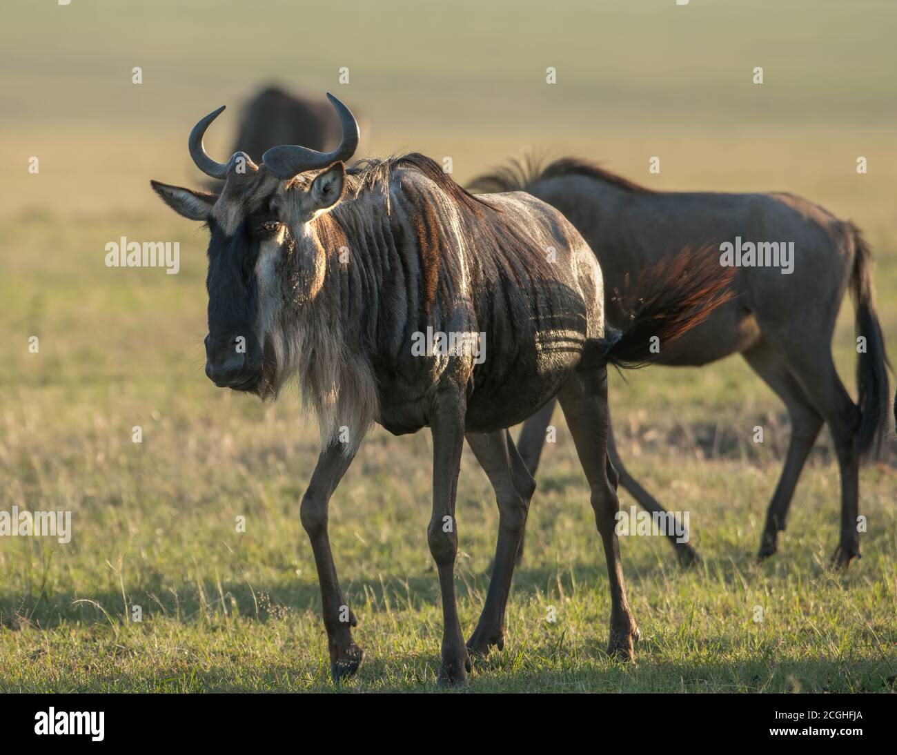 Blue wildebeest gnu photographed during the great migration in the Maasai Mara Reserve in Kenya. Stock Photo